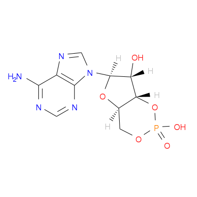 环磷酸腺苷