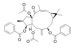 大戟因子L2