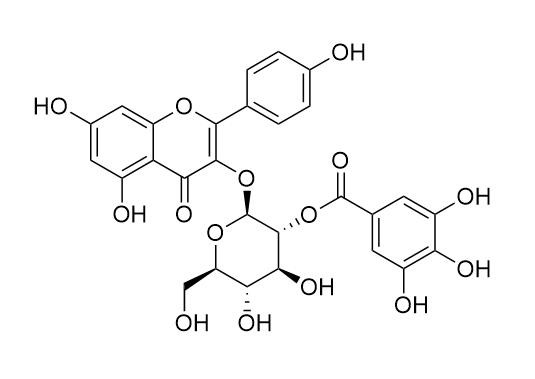 山奈酚 3-(2''-没食子酰基葡萄糖苷)