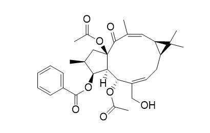 大戟因子L24