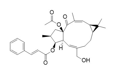 大戟因子L22