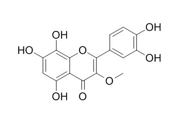 棉花皮素 3-甲醚